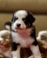 Jelly 💖 AKC Blue-Eyed Tri-Color ⭐️, a male Australian Shepherd for sale in Jacksonville, FL – 2 of 7