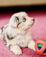 Snow 💖 AKC Blue-Eyed, Blue Merle Tri-Color ⭐️, a female Australian Shepherd for sale in Jacksonville, FL – 2 of 5