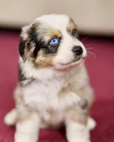 BlueBoy 💖 AKC Blue-Eyed, Blue Merle Tri-Color ⭐️, a male Australian Shepherd for sale in Jacksonville, FL – 3 of 5