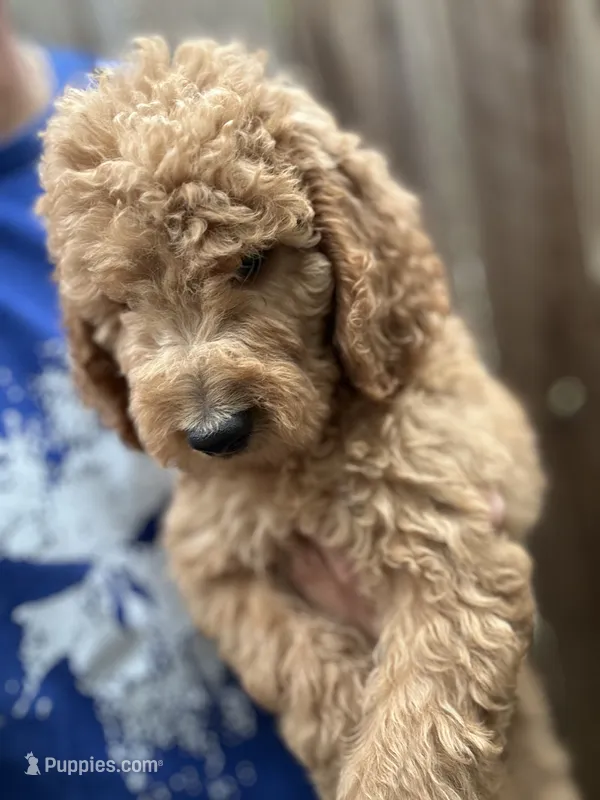 Goldendoodle female – Goldendoodle puppy for sale in Ontario, CA