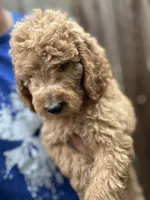 Goldendoodle female, a female Goldendoodle for sale in Ontario, CA – 1 of 2