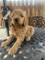 Male Goldendoodle , a male Goldendoodle for sale in Ontario, CA – 4 of 4
