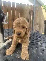 Male Goldendoodle , a male Goldendoodle for sale in Ontario, CA – 2 of 4