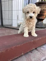 Mini poodle, a female Poodle - Miniature  for sale in Ontario, CA – Photo 3 of 4