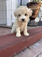 Mini poodle, a female Poodle - Miniature  for sale in Ontario, CA – Photo 4 of 4