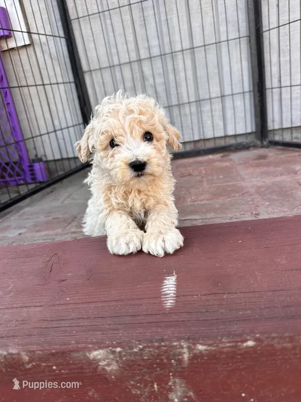 Mini poodle – Poodle - Miniature  puppy for sale in Ontario, CA