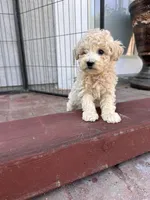 Mini poodle, a female Poodle - Miniature  for sale in Ontario, CA – Photo 2 of 4