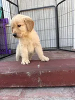 Golden retriever , a male Golden Retriever for sale in Ontario, CA – Photo 5 of 5