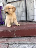 Golden retriever , a male Golden Retriever for sale in Ontario, CA – Photo 4 of 5
