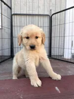 Golden retriever , a male Golden Retriever for sale in Ontario, CA – Photo 2 of 5