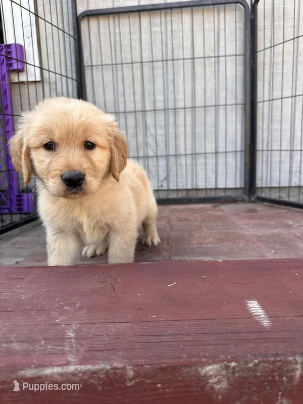 Golden retriever  – Golden Retriever puppy for sale in Ontario, CA
