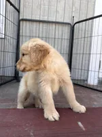 Golden retriever , a male Golden Retriever for sale in Ontario, CA – Photo 3 of 5
