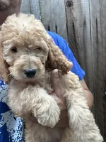 Male Goldendoodle , a male Goldendoodle for sale in Ontario, CA – 1 of 2