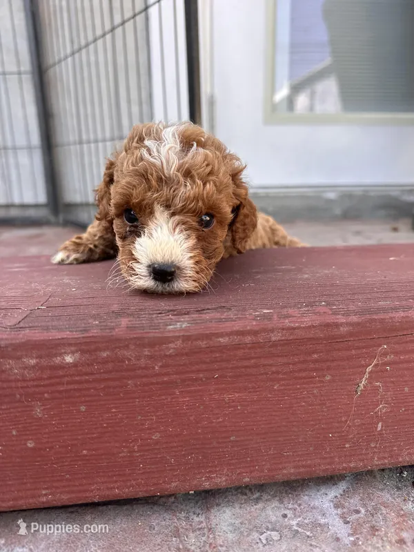 Female  – Poodle - Miniature  puppy for sale in Ontario, CA