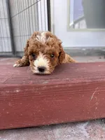 Female , a female Poodle - Miniature  for sale in Ontario, CA – Photo 1 of 6