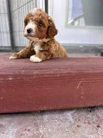 Female , a female Poodle - Miniature  for sale in Ontario, CA – Photo 4 of 6