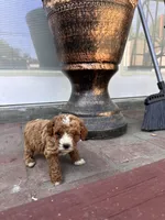 Female , a female Poodle - Miniature  for sale in Ontario, CA – Photo 5 of 6