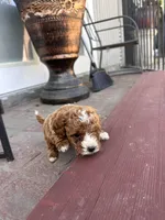 Female , a female Poodle - Miniature  for sale in Ontario, CA – Photo 3 of 6