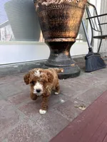 Female , a female Poodle - Miniature  for sale in Ontario, CA – Photo 2 of 6