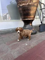 Female , a female Poodle - Miniature  for sale in Ontario, CA – Photo 6 of 6