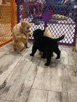 Labrador female and male, a female Labrador Retriever for sale in Ontario, CA – Photo 1 of 2