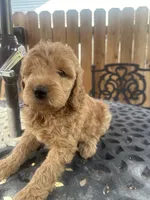 Male Goldendoodle , a male Goldendoodle for sale in Ontario, CA – 3 of 4