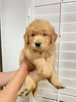 Golden female , a female Golden Retriever for sale in Ontario, CA – Photo 2 of 2