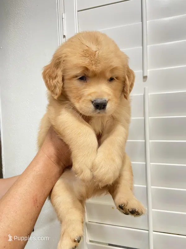 Golden female , a female Golden Retriever for sale in Ontario, CA – Photo 1 of 2