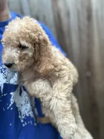Male Goldendoodle , a male Goldendoodle for sale in Ontario, CA – 2 of 2