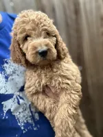 Goldendoodle female, a female Goldendoodle for sale in Ontario, CA – 2 of 2