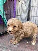 Male mini poodle, a male Poodle - Miniature  for sale in Ontario, CA – Photo 3 of 4