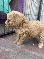 Male mini poodle, a male Poodle - Miniature  for sale in Ontario, CA – Photo 4 of 4