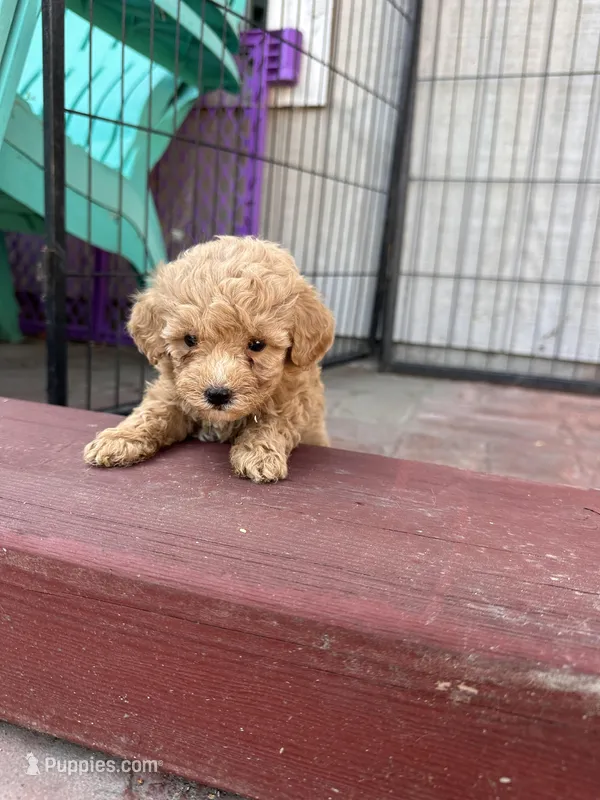 Male mini poodle – Poodle - Miniature  puppy for sale in Ontario, CA