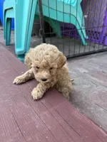 Male mini poodle, a male Poodle - Miniature  for sale in Ontario, CA – Photo 2 of 4