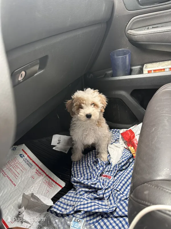 Mini poodle , a male Poodle - Miniature  for sale in Ontario, CA – 1 of 1