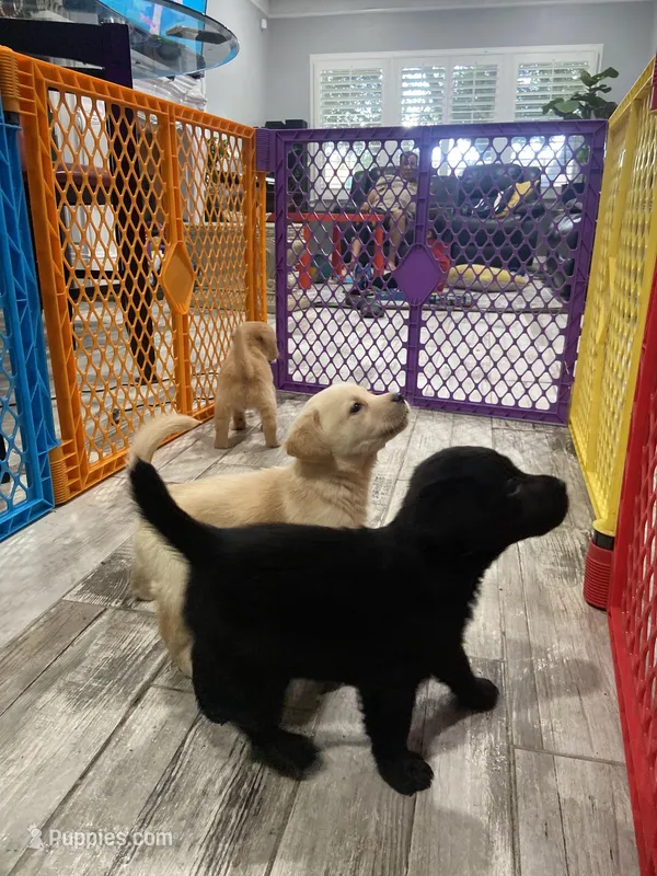 Labrador female, a female Labrador Retriever for sale in Ontario, CA – Photo 1 of 2