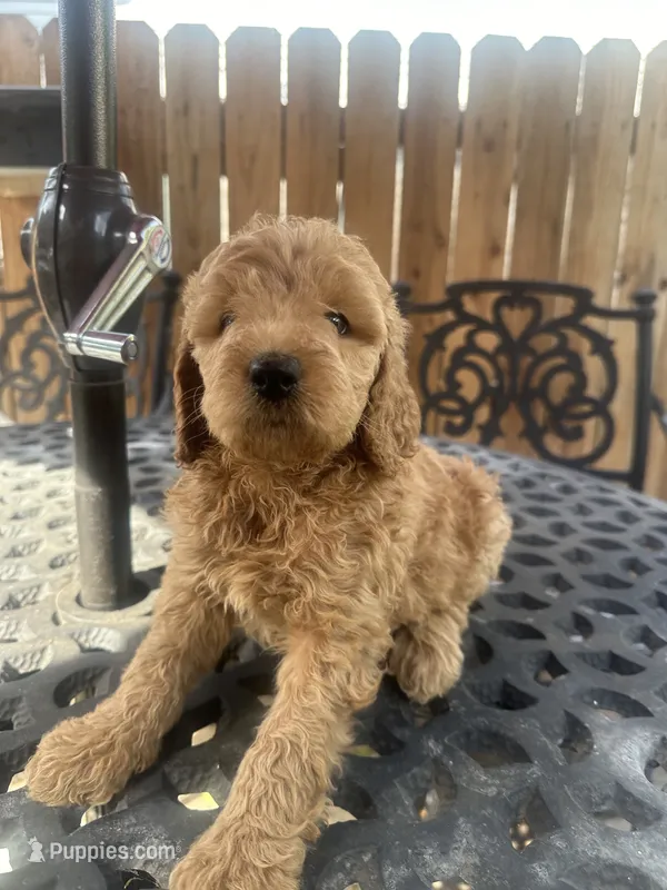 Male Goldendoodle  – Goldendoodle puppy for sale in Ontario, CA