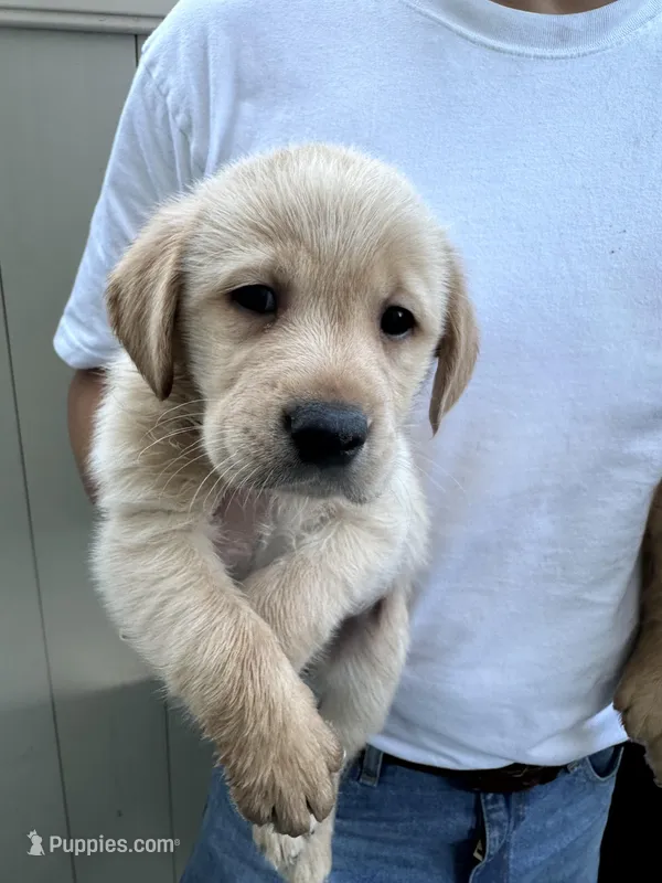 Labrador, a male Labrador Retriever for sale in Ontario, CA – Photo 1 of 2