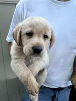 Labrador, a male Labrador Retriever for sale in Ontario, CA – Photo 1 of 2