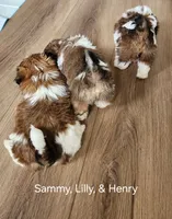 Henry, a male Shih Tzu for sale in Granite Falls, WA – 7 of 7