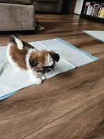 Sammy, a male Shih Tzu for sale in Granite Falls, WA – 2 of 9