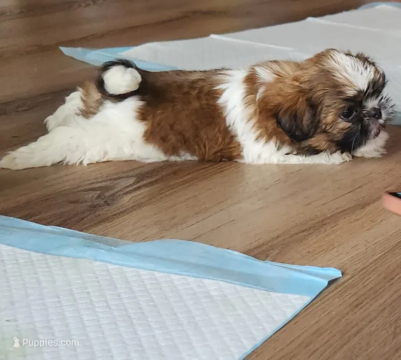 Sammy – Shih Tzu puppy for sale in Granite Falls, WA