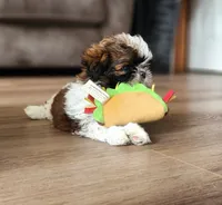 Henry, a male Shih Tzu for sale in Granite Falls, WA – 4 of 7