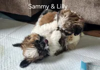 Sammy, a male Shih Tzu for sale in Granite Falls, WA – 4 of 9