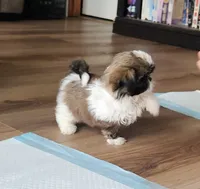 Lilly, a female Shih Tzu for sale in Granite Falls, WA – 2 of 8