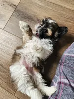 Lilly, a female Shih Tzu for sale in Granite Falls, WA – 8 of 8