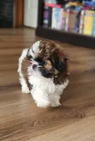 Henry, a male Shih Tzu for sale in Granite Falls, WA – 3 of 7