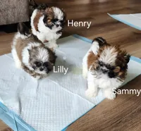 Sammy, a male Shih Tzu for sale in Granite Falls, WA – 7 of 9