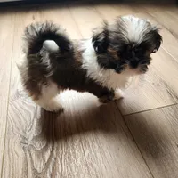 Lilly, a female Shih Tzu for sale in Granite Falls, WA – 6 of 8