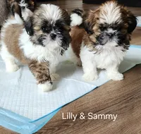Sammy, a male Shih Tzu for sale in Granite Falls, WA – 6 of 9